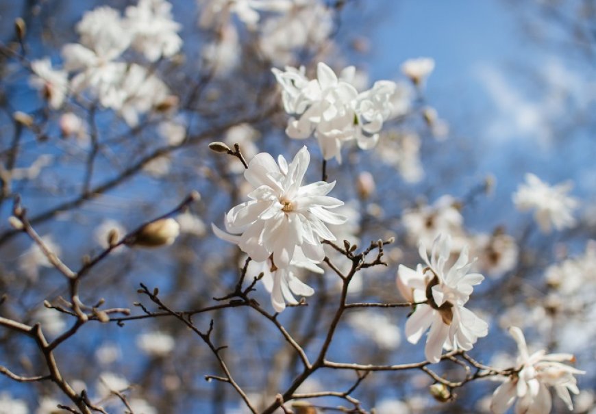 Magnolija zvjezdasta - Magnolia stelata