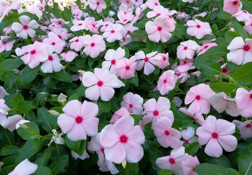 Madagaskarski zimzelen, vinka - Catharanthus roseus