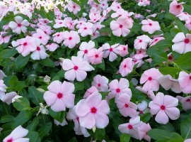 Madagaskarski zimzelen, vinka - Catharanthus roseus