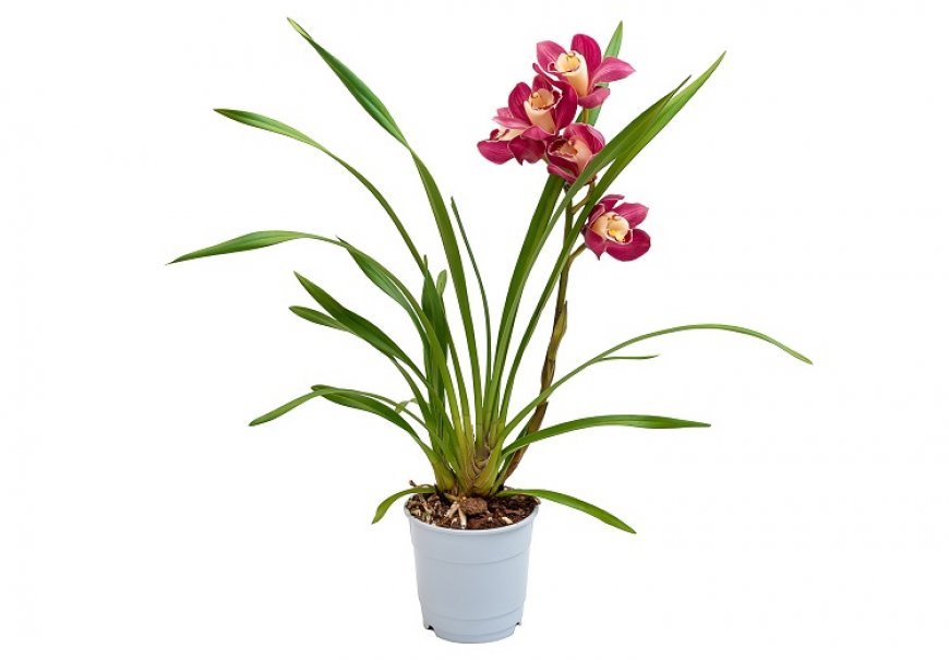 Cimbidijum - Cymbidium