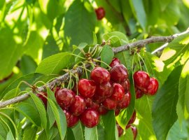 Cherry - Prunus avium