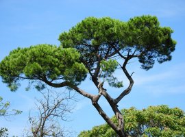 Stone Pine - Pinus pinea