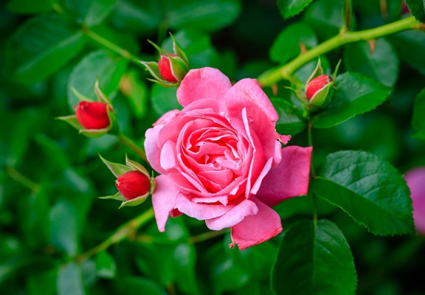 Floribunda rose