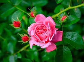 Floribunda rose