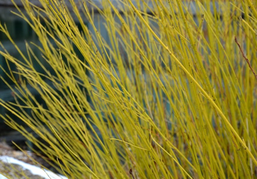 Redosier Dogwood - Cornus stolonifera