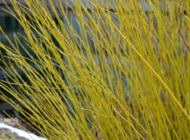 Redosier Dogwood - Cornus stolonifera