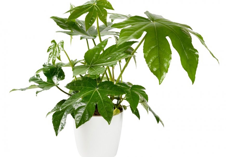 Japanese Aralia - Fatsia japonica