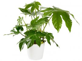 Japanese Aralia - Fatsia japonica
