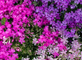Plamenak - Phlox subulata