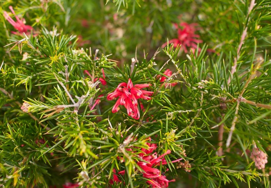 Rosemary Grevillea -  Grevillea rosmarinifolia