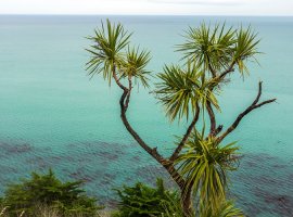 Dracaena - Cordyline indivisia sin. Dracena indivisa