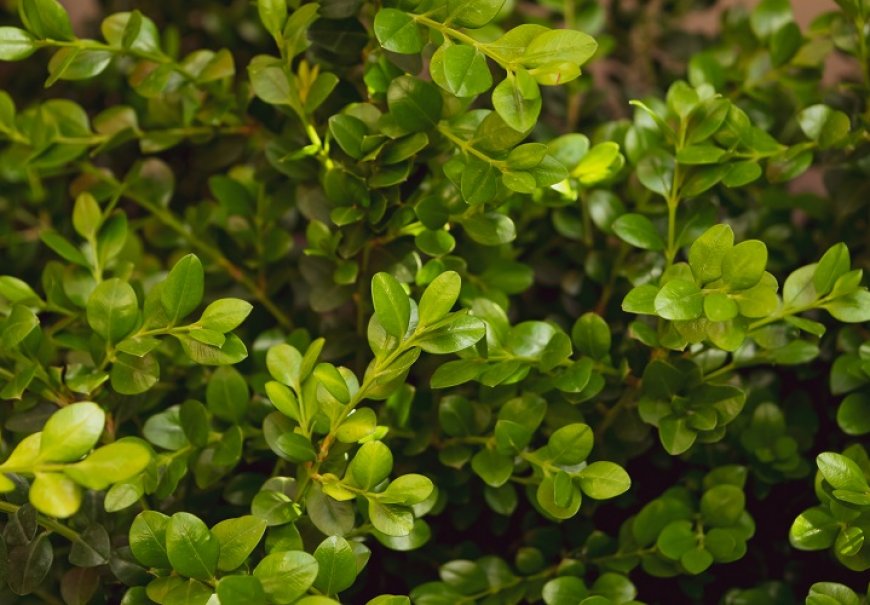 Common Box - Buxus ' Macrophyla x Rotundifolia'