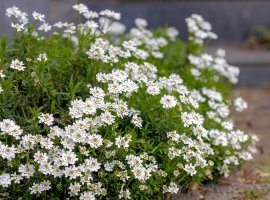 Snjeguljak - Iberis sempervirens
