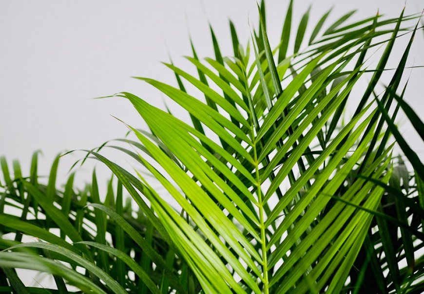 Kentia Palm - Howea forsteriana