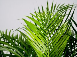 Kentia Palm - Howea forsteriana