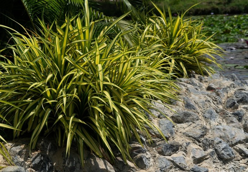 Šaš - Carex morrowii