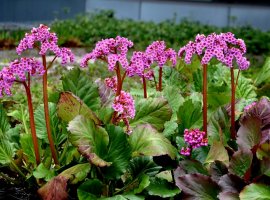 Heartleaf Bergenia - Bergenia cordifolia
