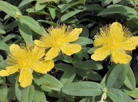 Pljuskavica puzajuća - Hypericum calycinum