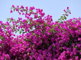 Paper Flower - Bouganvillea glabra