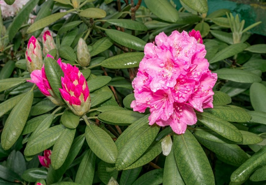 Rhododenddron - Rhododendron sp.