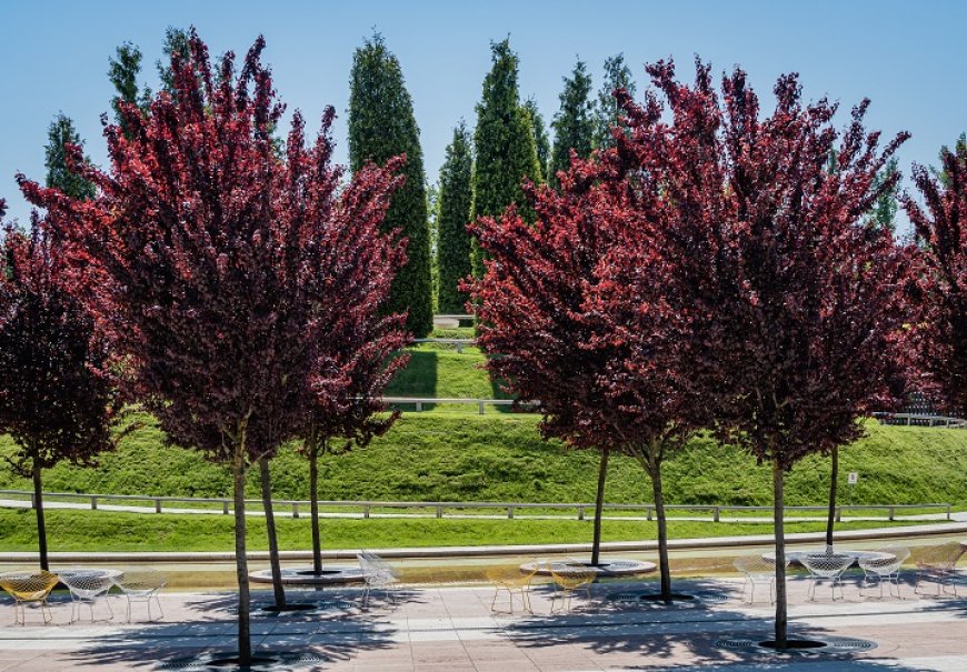  Cherry Plum - Prunus cerasifera Pissardii