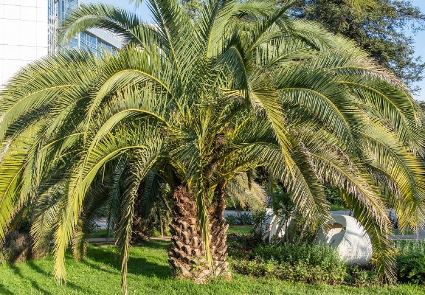 Wine Palm - Butia capitata