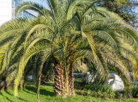 Wine Palm - Butia capitata