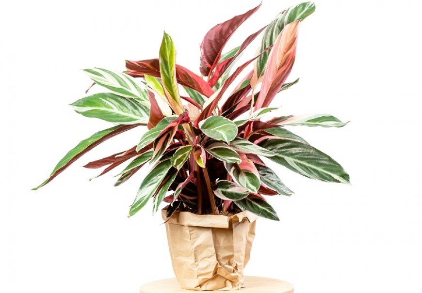 Stromanthe - Stromanthe sanguinea