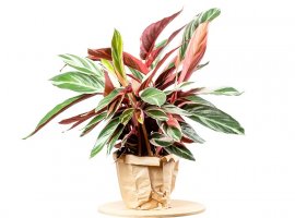 Stromanthe - Stromanthe sanguinea