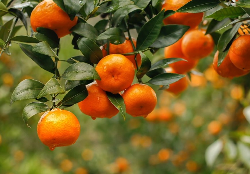 Tangerine - Citrus deliciosa 
