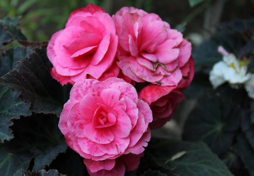 Begonia - Begonia tuberhybrida