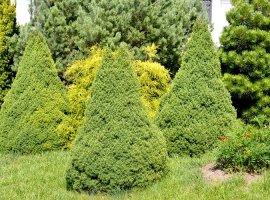 Alberta White Spruce - Picea albertiana 'Conica'