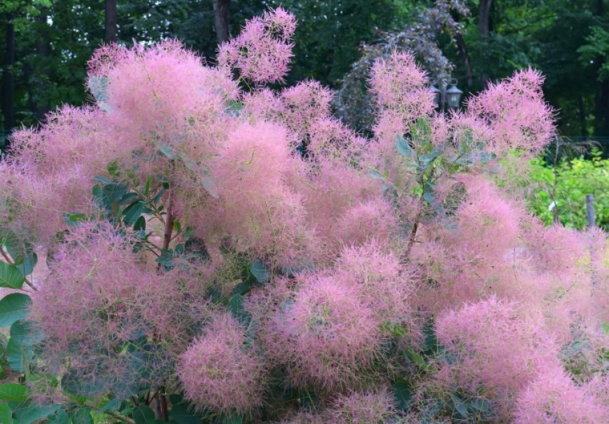Smoketree - Cotinus coggygria 
