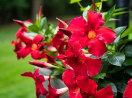 Red Riding Hood - Mandevilla splendens