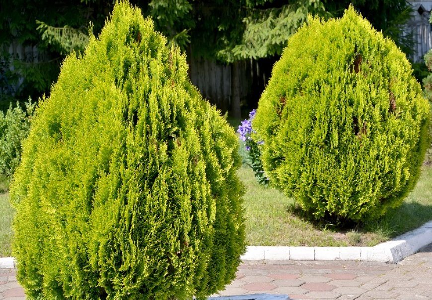 Chinese Arborvitae - Thuja orientalis 'Aurea Nana'