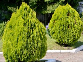 Chinese Arborvitae - Thuja orientalis 'Aurea Nana'