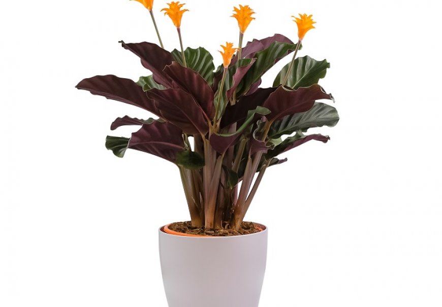 Kalatea - Calathea crocata