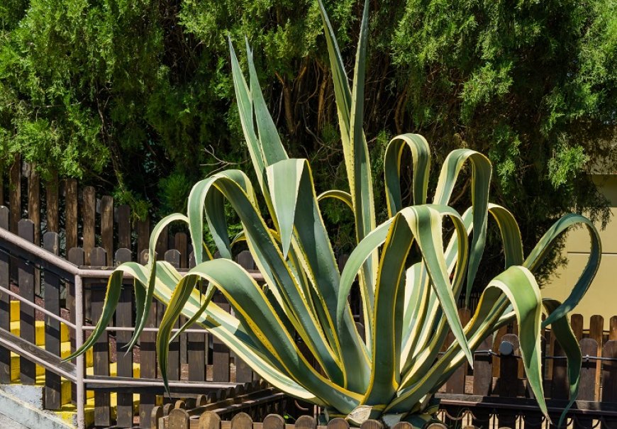 Century Plant - Agave americana