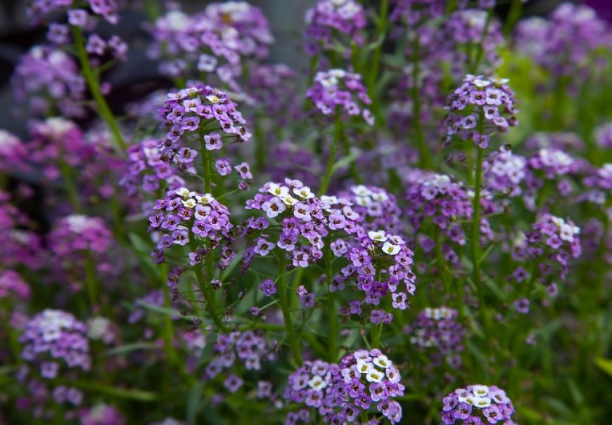 Lobularia - Lobularia maritima