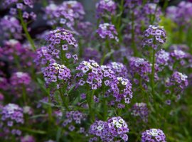 Lobularia - Lobularia maritima
