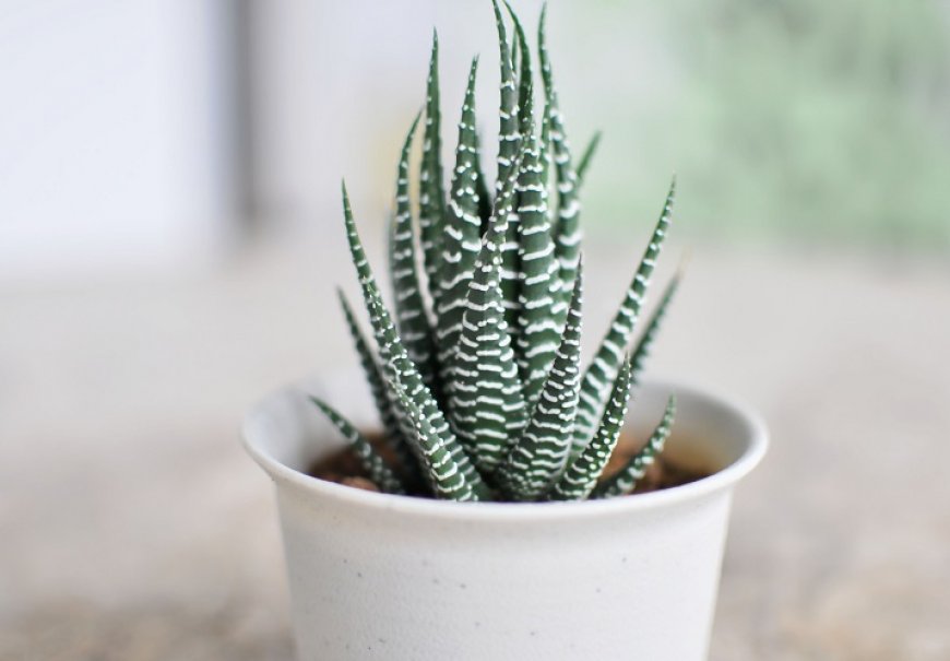 Havortija - Hawortia fasciata