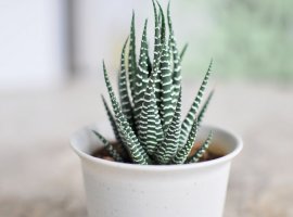Havortija - Hawortia fasciata