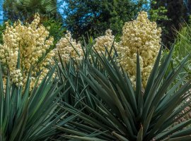 Moundlily Jucca - Yucca gloriosa