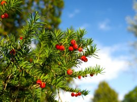 Common Yew  - Taxus bacata