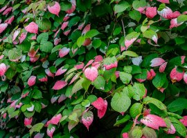 Arctic Beauty - Actinidia kolomikta