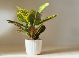 Kroton - Codiaeum variegatum