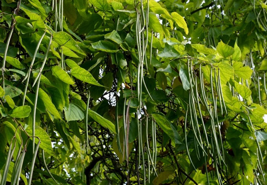 Catalpa Tree - Catalpa bungei