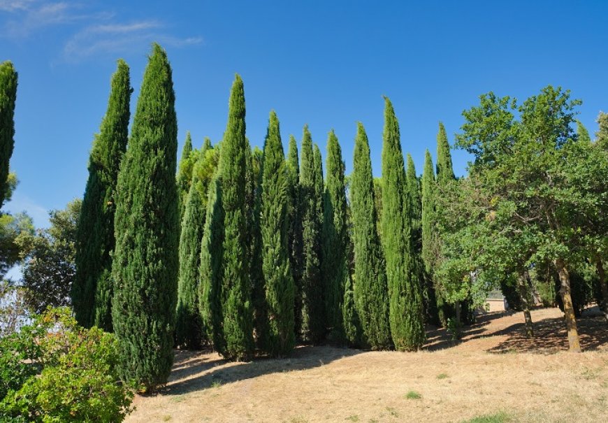 Mediterranean Cypress - Cupressus sempervirens