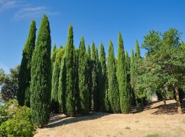 Mediterranean Cypress - Cupressus sempervirens