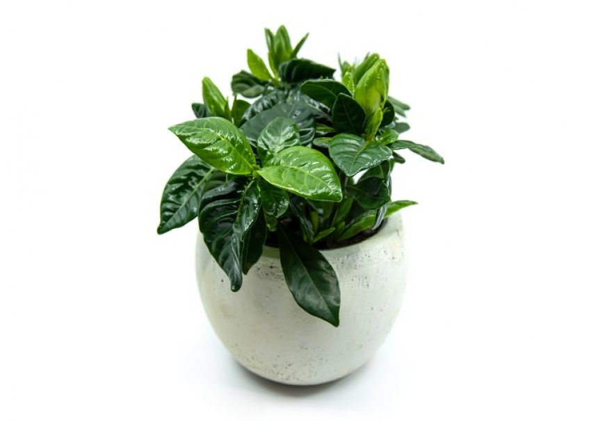 Gardenija - Gardenia jasminoides